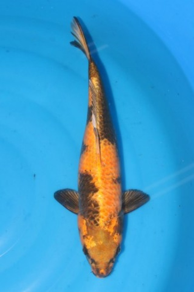 kat-Kin Ki Utsuri